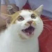 aoisの画像