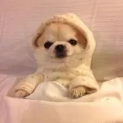 mimの画像