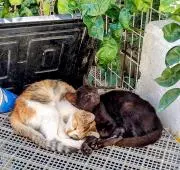 キャッツアイ