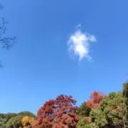 ミーアの画像