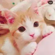 るーるの画像