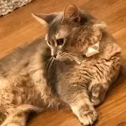 こばたん