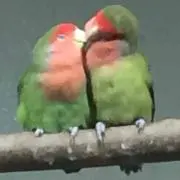 マーニャの画像