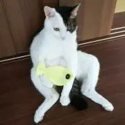 ニャーオマル　切手で配送していますの画像