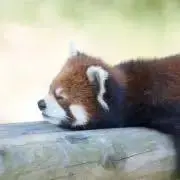 Yukimiの画像