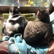 グミの画像