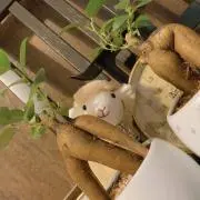 ことまる＊プロフィール必読の画像