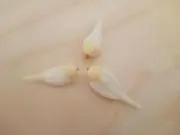 heartの画像