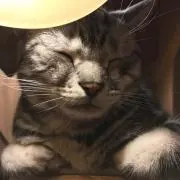 山本