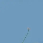 たいの画像