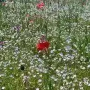 きらり@7/23〜27取引不可の画像