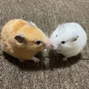 まなまなの画像