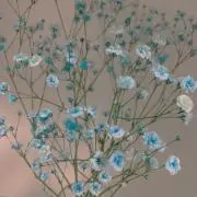 miya プロフ確認の画像