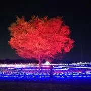 Bisの画像