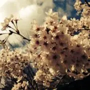 桜の画像