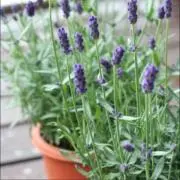 フラワーの画像