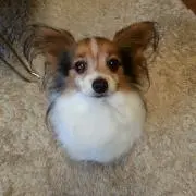 みるくの画像