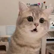 にょんの画像