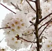 こん