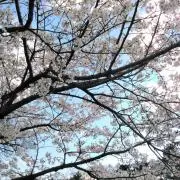 スシちゃんの画像