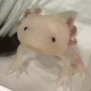 hayaの画像