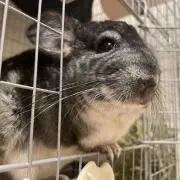 たまちゃん