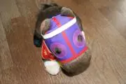 イヌガミギョウブの画像