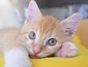 ぱそにゃんの画像