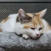 ミケ猫さん。の画像