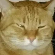 ふゆ