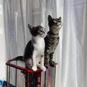 ゆきちょこの画像