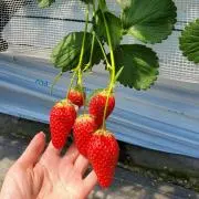 ぽっぺんの画像