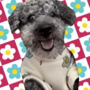 もこ