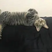 あひる