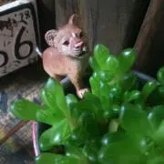 花子