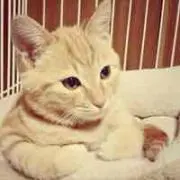 なぎ