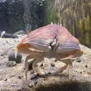 ぱぴよんの画像