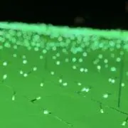 tp