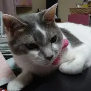 数の子入り