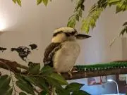 アイスの画像