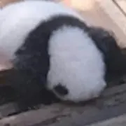 ニカイドウトモ