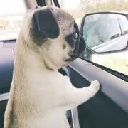ROKOの画像