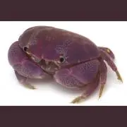 鈴木dripの画像