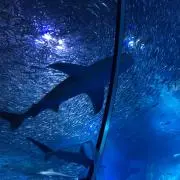 即購入OK/同梱で100円引き