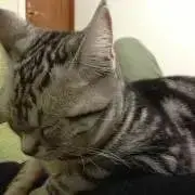 トコの画像