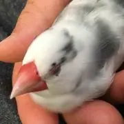 角ちゃん