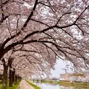 ごんの画像
