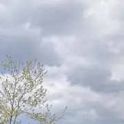 りんごの画像
