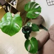 ナナ