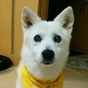 はるの画像